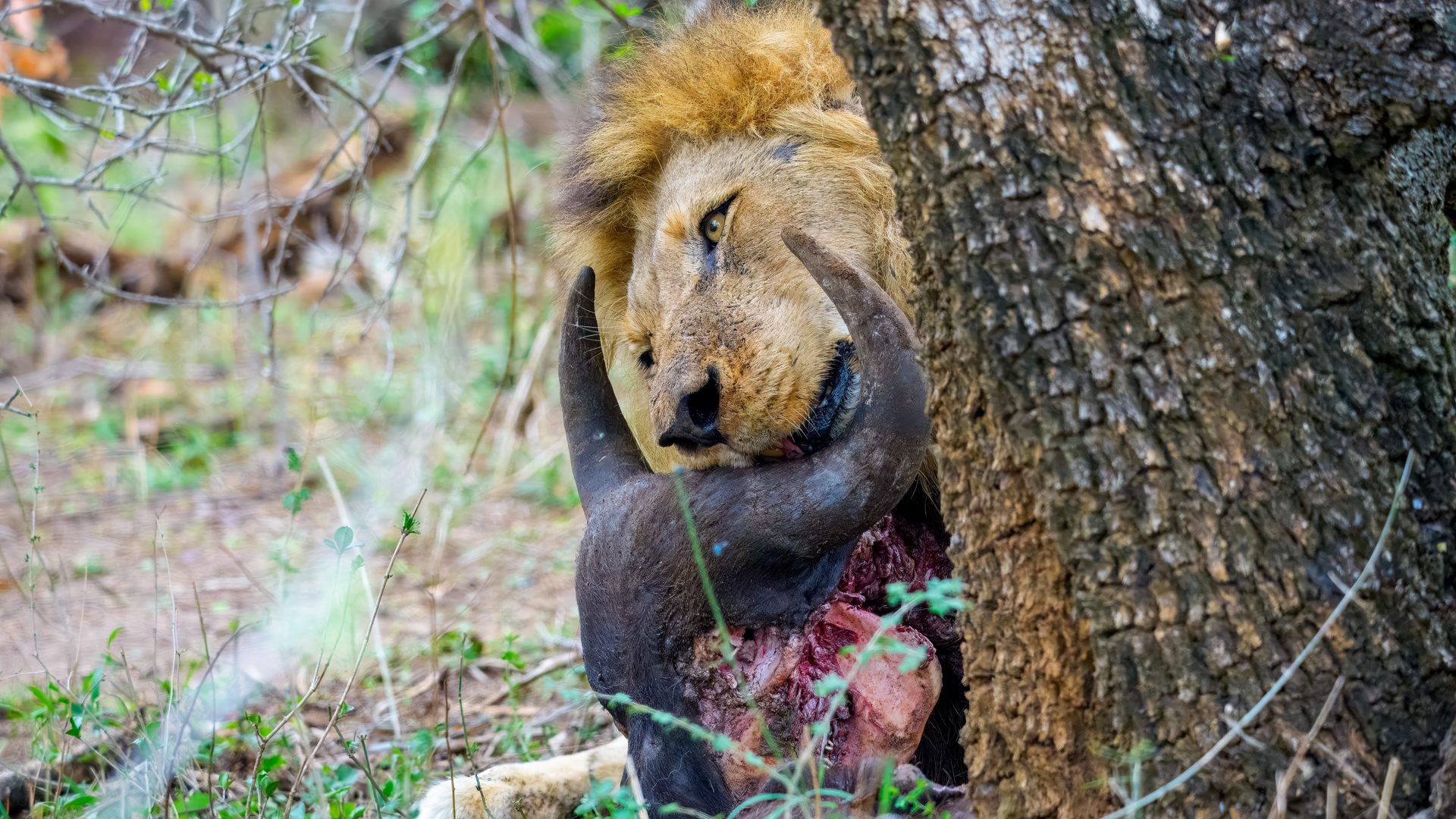 Kruger25 2025 10 31 08 34 27 ILCE 1M2 115